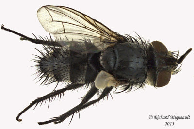 Tachinidae sp1 2 m13 6,5mm 