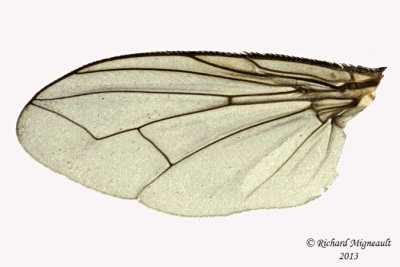 Tachinidae sp1 3 m13 6,5mm 