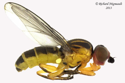 Frit Fly - Chlorops sp3 1 m13 3,2mm 