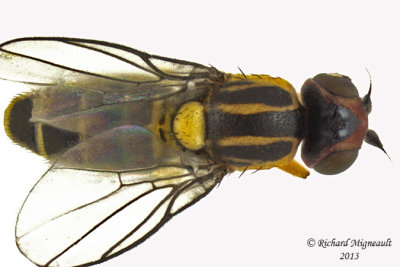 Frit Fly - Chlorops sp3 2 m13 3,2mm 