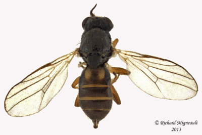 Frit Fly - Elachiptera sp1 1 m13 2,7mm 