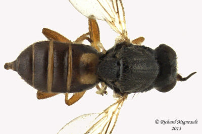 Frit Fly - Elachiptera sp1 2 m13 2,7mm 