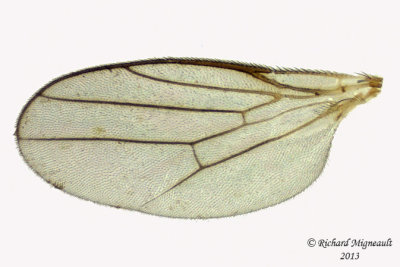 Frit Fly - Elachiptera sp 4 m13 2,7mm 