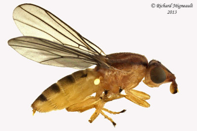 Frit Fly - Subfamily Chloropinae 1 m13 4,7mm - possibly Ectecephala 
