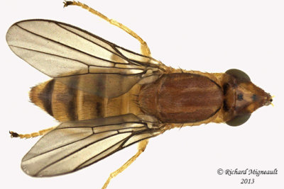 Frit Fly - Subfamily Chloropinae 2 m13 4,7mm - possibly Ectecephala 