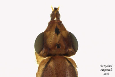 Frit Fly - Subfamily Chloropinae 3 m13 4,7mm - possibly Ectecephala  