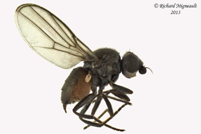 Frit fly - Apallates particeps 1 m13 1,8mm