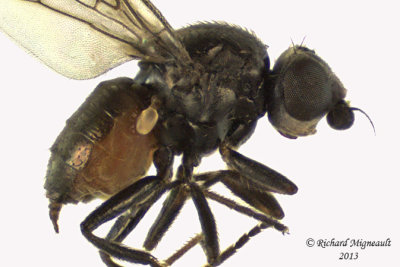 Frit fly - Apallates particeps 2 m13 1,8mm 