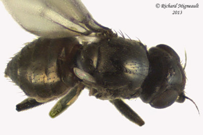 Frit fly - Apallates particeps 3 m13 1,8mm