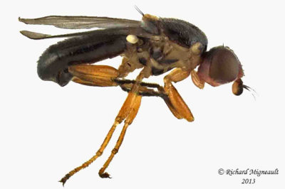 Frit Fly - Subfamily Chloropinae sp2 1 m13 3mm 