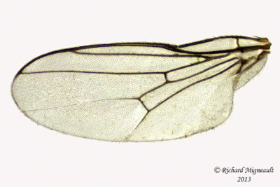Frit Fly - Thaumatomyia glabra 3 m13 2,9mm 