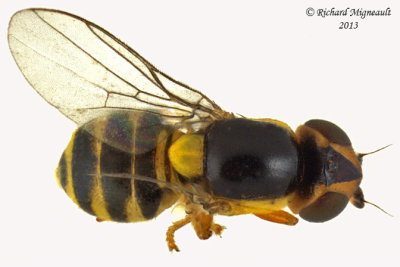 Frit Fly - Thaumatomyia grata 2 m13 2,7mm
