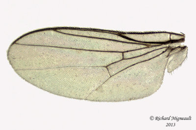 Frit Fly - Thaumatomyia grata 3 m13 2,7mm 