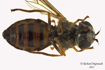 Syrphid Fly - Dasysyrphus laticaudus 2 m13 7,7mm 