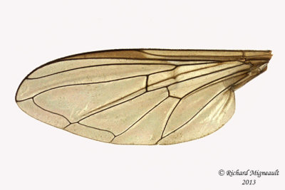 Syrphid Fly - Dasysyrphus laticaudus 3 m13 7,7mm 