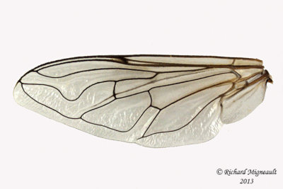 Syrphid Fly - Eristalis arbustorum 3 m13 10,7mm 