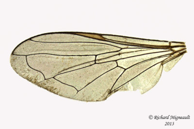 Syrphid Fly - Pandasyopthalmus sp1 4 m13 5mm 