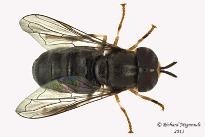 Syrphid Fly - subgenus Paragus sp1 1 m13 4,9mm 