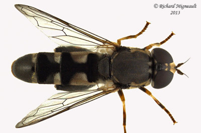 Syrphid Fly - Syritta pipiens 2 m13 8,2mm 