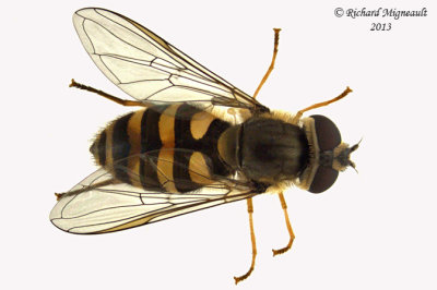 Syrphid Fly - Syrphus vitripennis 1 m13 9,9mm 