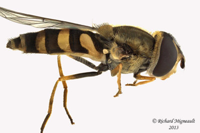 Syrphid Fly - Syrphus vitripennis 2 m13 9,9mm