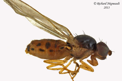 Asteiidae Flies