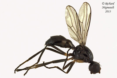 Black Scavenger Fly sp1 1 m13 3,1mm 