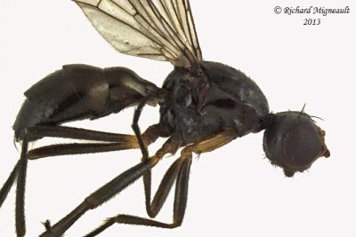 Black Scavenger Fly sp1 2 m13 3,1mm 