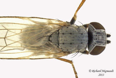 Chamaemyiidae - Chamaemyia sp1 2 m13 2,7mm 