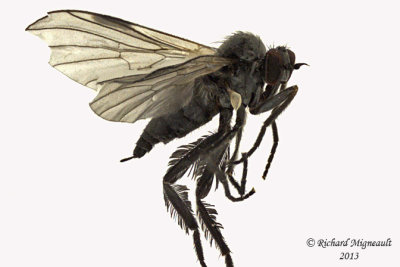 Dance Fly - Rhamphomyia sp1 1 m13 2,7mm 