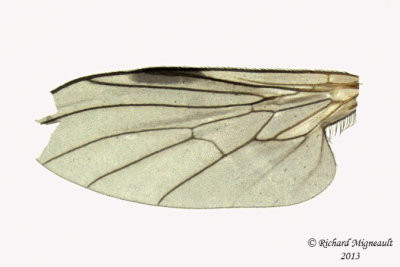 Dance Fly - Rhamphomyia sp1 2 m13 2,7mm