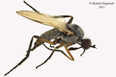 Dance Fly - Rhamphomyia sp2 1 m13 4,4mm 
