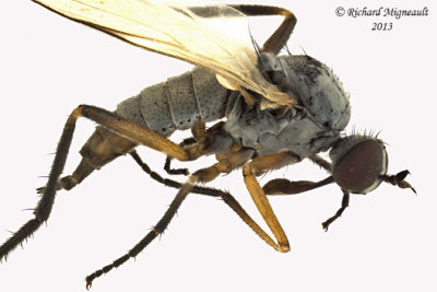 Dance Fly - Rhamphomyia sp2 2 m13 4,4mm 