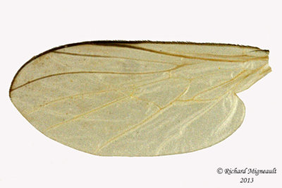 Dance Fly - Rhamphomyia sp2 4 m13 4,4mm 