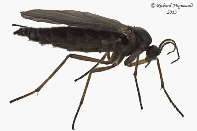 Dark-winged Fungus Gnats