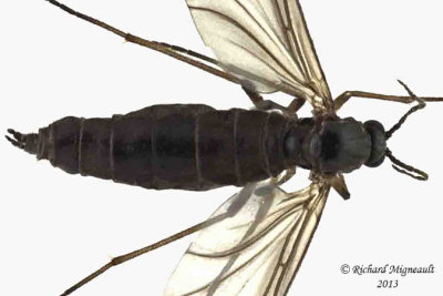 Dark-winged Fungus Gnats - Sciara sp 2 m13 5,1mm 