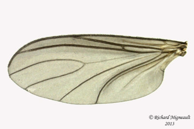 Dark-winged Fungus Gnats - Sciara sp 3 m13 5,1mm 