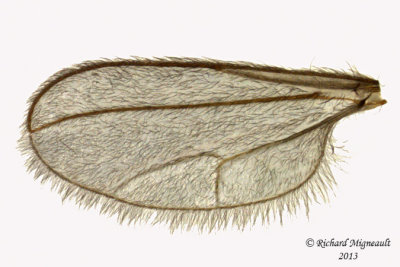 Gall Midges - Asphondyliini sp1 3 m13 2,1mm 