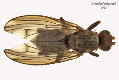 Heleomyzidae Flies