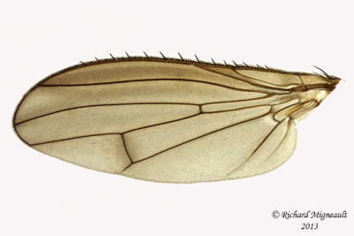 Heleomyzidae sp1 4 m13 5,1mm