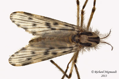 Phantom Midges - Chaoborus trivittatus 2 m13 6,8mm 