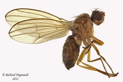 Vinegar Fly - Scaptomyza sp1 1 m13 2,5mm 