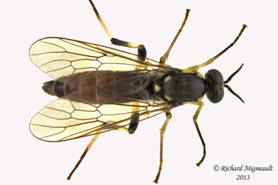 Xylomyidae Flies