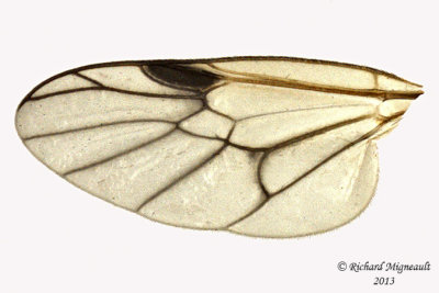 Soldier Fly - Actina viridis 4 m13 6,1mm 