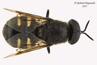 Soldier Fly - Odontomyia interrupta 1 m13 7,7mm 