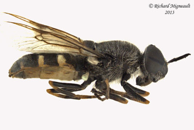 Soldier Fly - Odontomyia interrupta 2 m13 7,7mm 