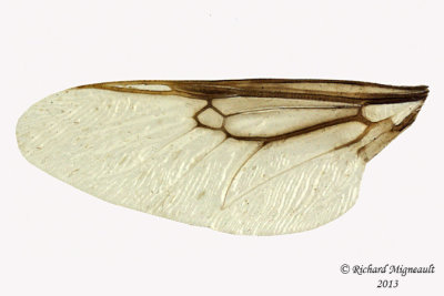 Soldier Fly - Odontomyia interrupta 3 m13 7,7mm 