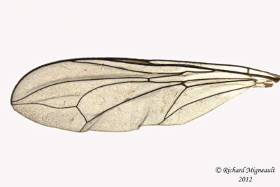 Big-headed Fly - Pipunculus sp 3 m12 4,1mm 