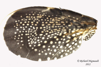Fruit Fly - Eutreta noveboracensis 3 m12