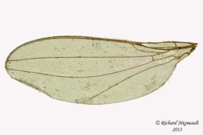 Asteiidae - Asteia beata 3 m13 3mm 